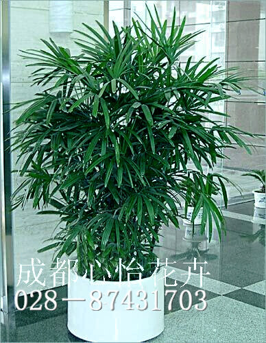 成都植物出租品種