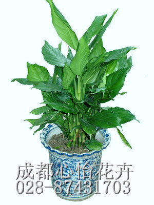 成都盆栽花卉租賃品種