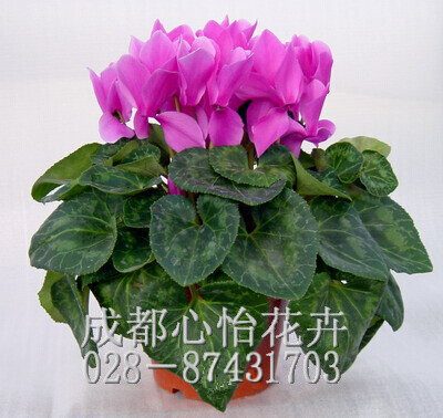 成都辦公室租盆栽品種