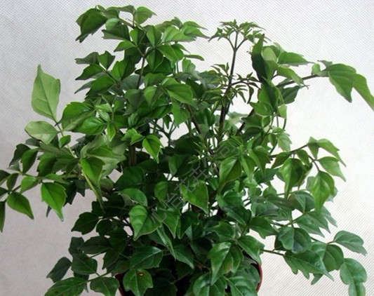 植物出租-幸福樹