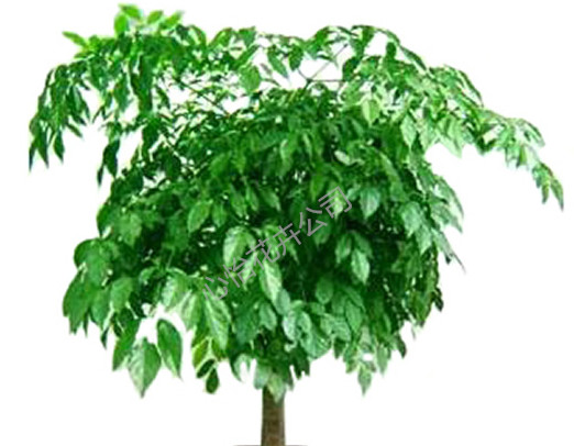 植物租賃-幸福樹