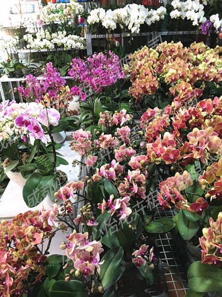 成都植物租擺成品