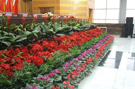 花卉租賃組盆造景
