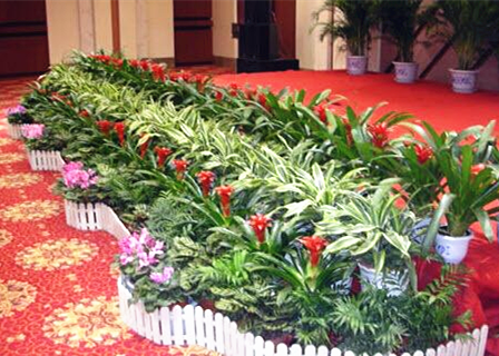 綠植租賃組盆造型